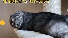 躺着吃瓜看戏,尽享戏中人生百态