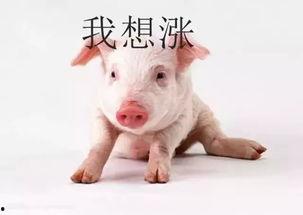 小猪吃哈米瓜视频大全下载,趣味视频大全下载攻略